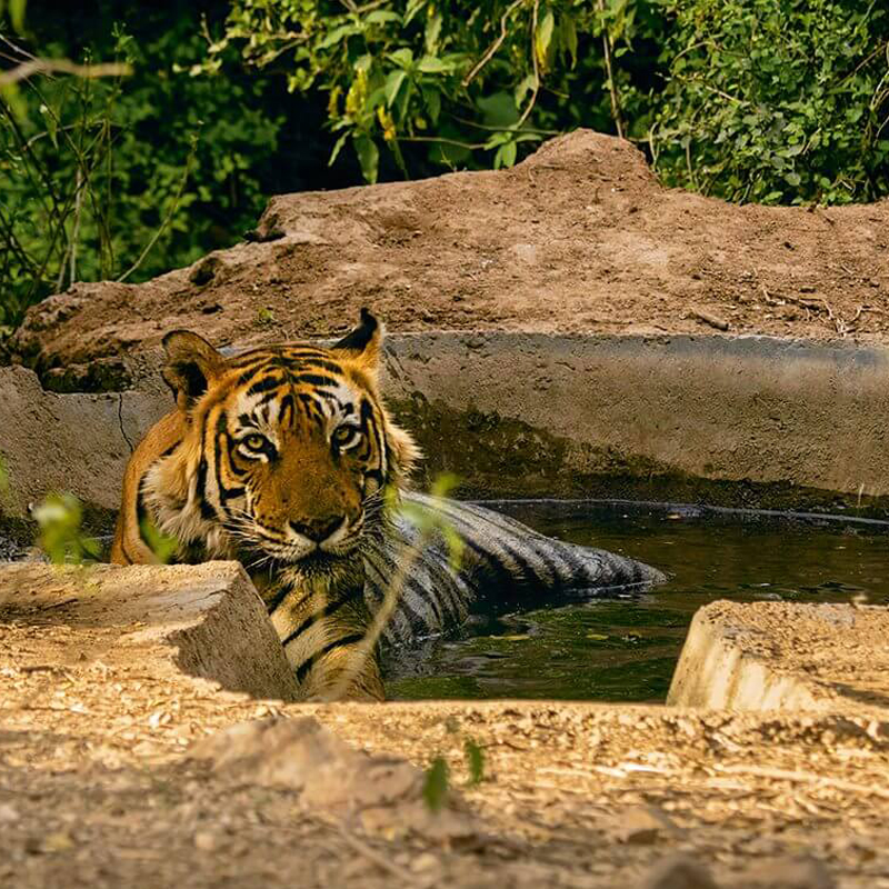 rajasthan ranthambhore tour package