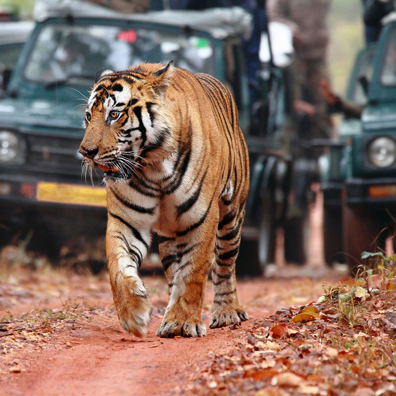 rajasthan tiger tour package